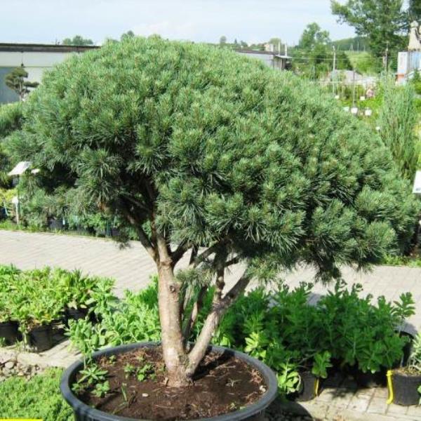 Сосна обыкновенная Ватерери 60-80 v25 Lav 