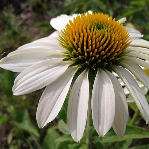 Эхинацея Примадонна Уайт d12 ХР 