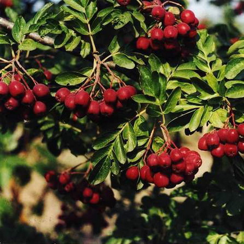 Рябина Рубиновая с5 