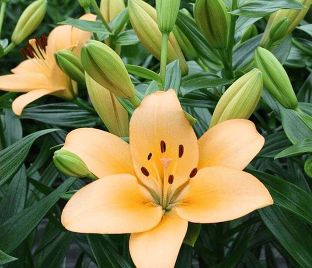 Лилия азиатская Тайни Мун d15 Tim 