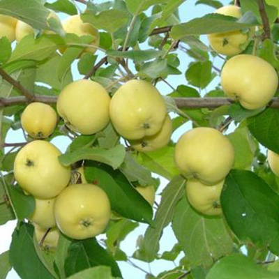 Яблоня Бердское белое 1-летка Tim 