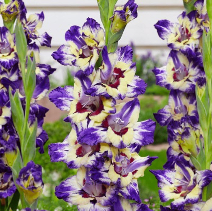 Луковица Гладиолус крупноцветковый Циркус Колор 10/12 10шт. Поиск 