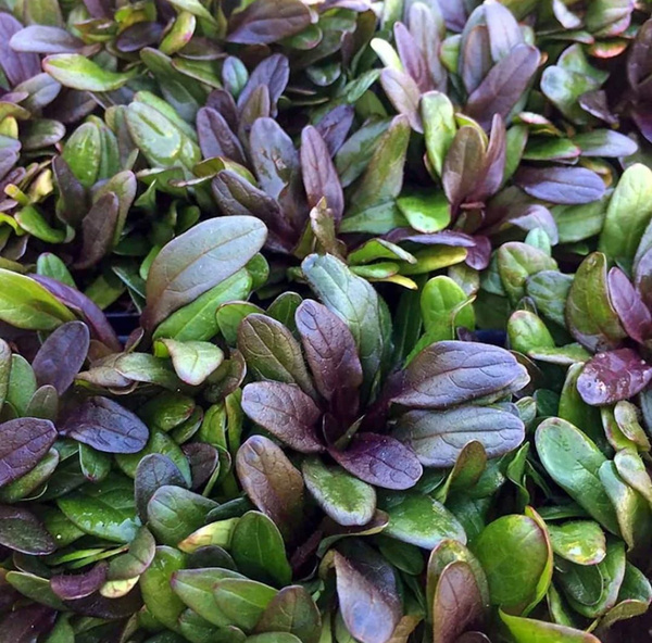 Живучка ползучая Шоколад Чип,d12,XP 