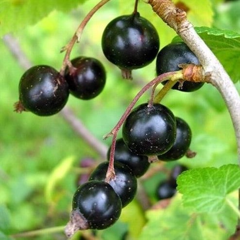 Смородина Грация черная v5 Tim 