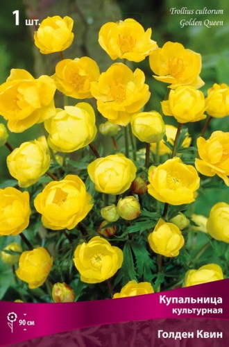 Кореневище Купальница  культурная Голден Квин 1шт Поиск 