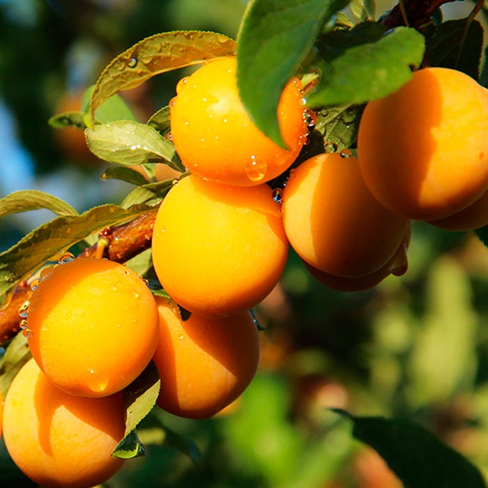 Алыча Иволга 3-х летка Tim 