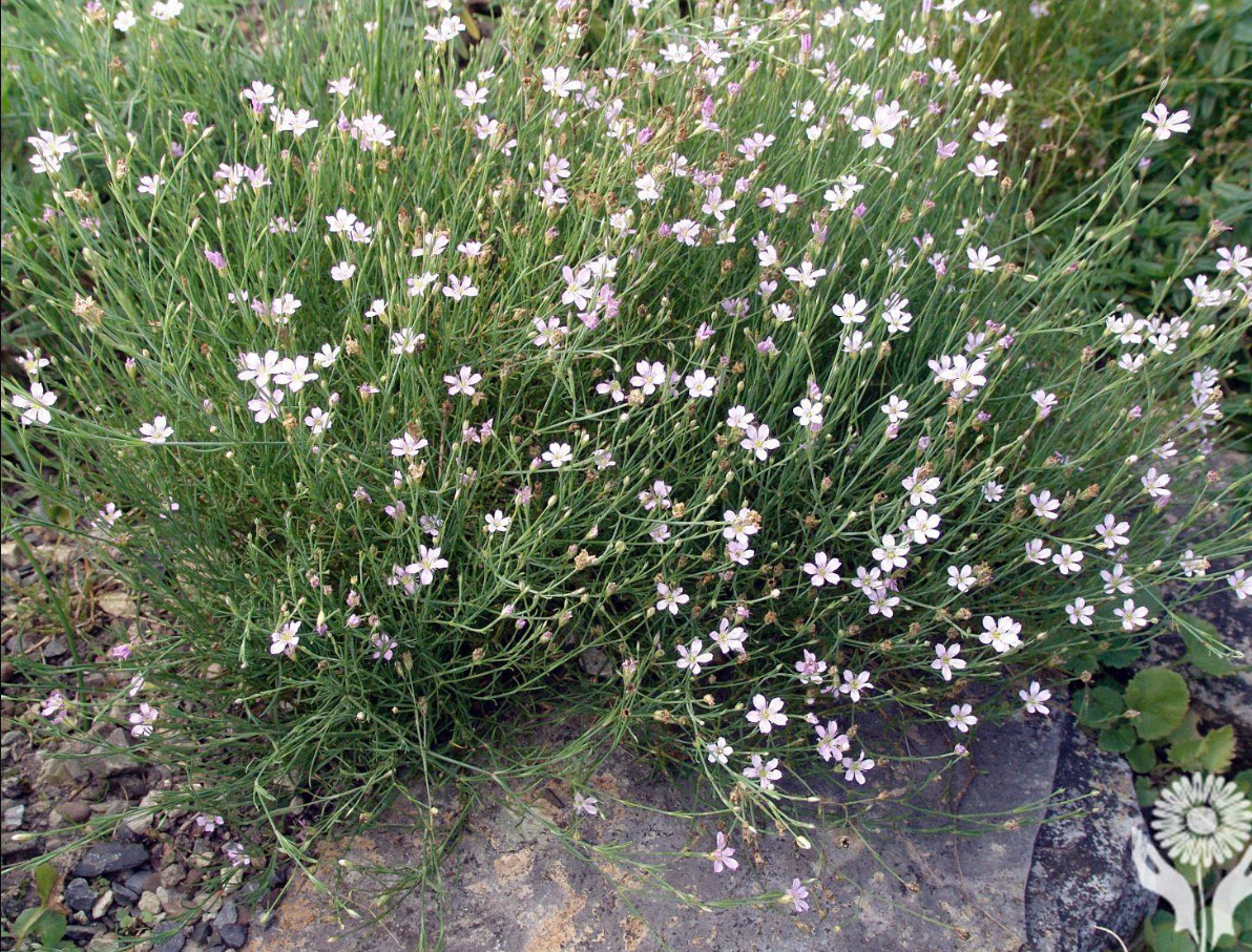 Петрорагия v1,5 Push 