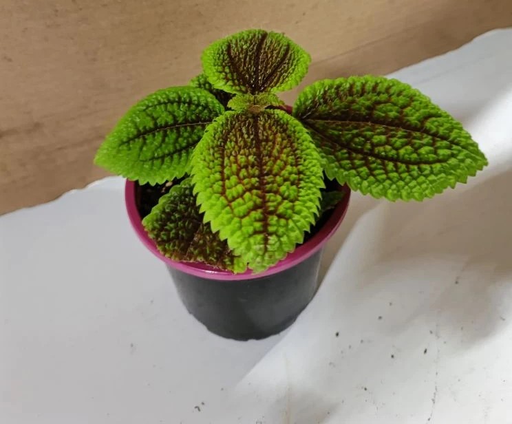 Пилея Мун Вэлли d9 ХР 