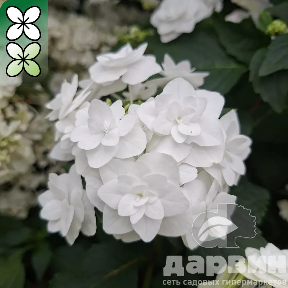 Гортензия крупнолистная Веддинг Гаун v5 Tim 