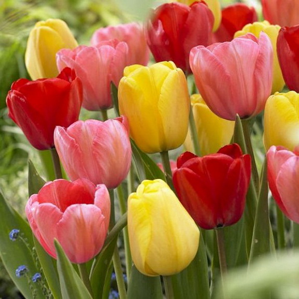 Луковица тюльпан микст 11/12, 5 шт/уп 