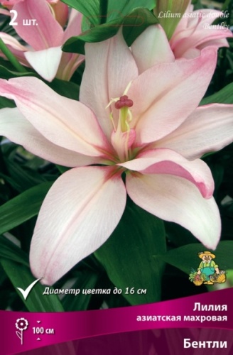 Луковица Лилия азиатская махровая Бентли 3шт Поиск 