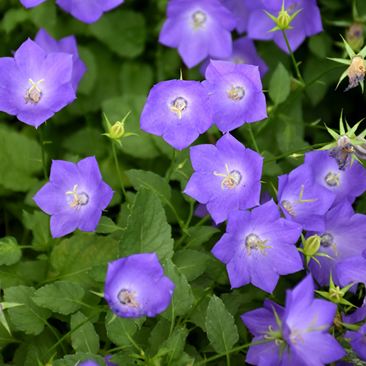 Колокольчик карпатский Блю клипс р9 Sw 