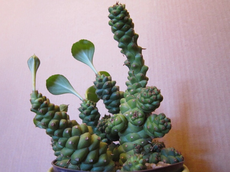 Монадениум Риччи d7 h8 