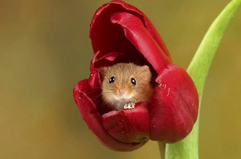 Защитите луковичные от грызунов 