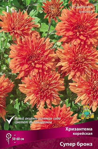 Корневище Хризантема корейская Супер Бронз I 1шт Поиск 