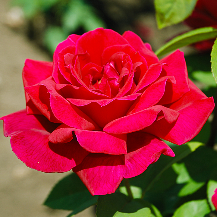 Роза плетистая Клайминг Крайслер Империал в коробке ЦО 