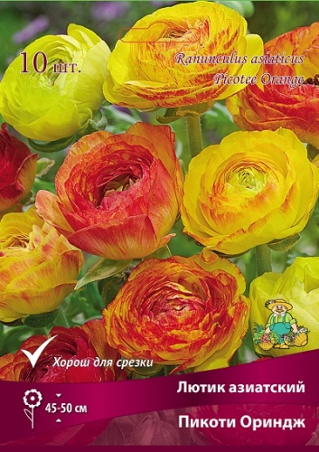 Корневище Лютик Пикоти Ориндж 10шт Поиск 