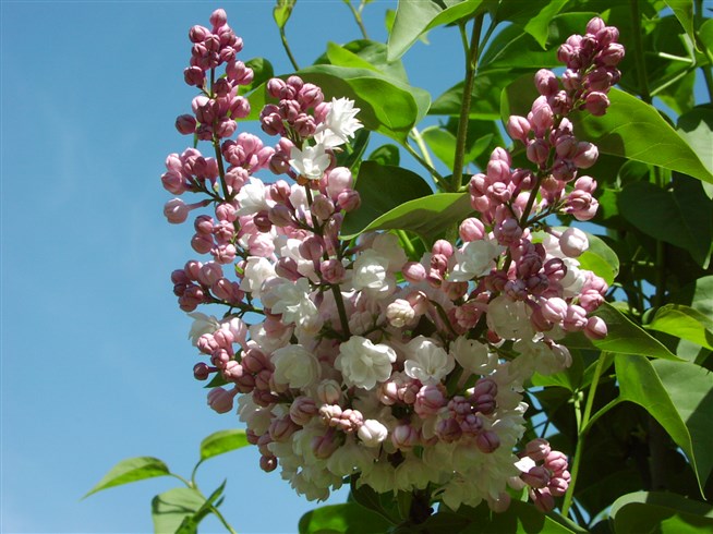 Сирень обыкновенная Нина v3 30-50 Sav 