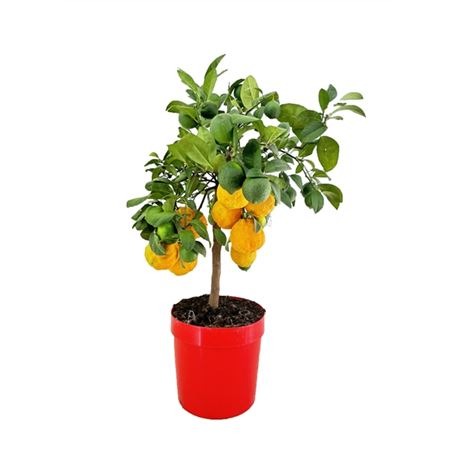 Цитрус лимон Россо на штамбе d21 h70 