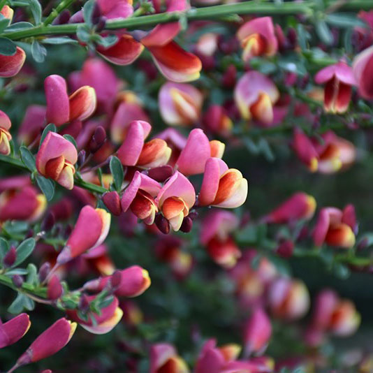 Ракитник Килиней Рэд v2 Tim 