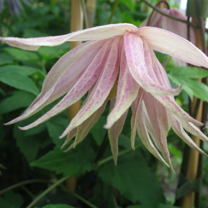 Клематис Пинк Свинг Р9 