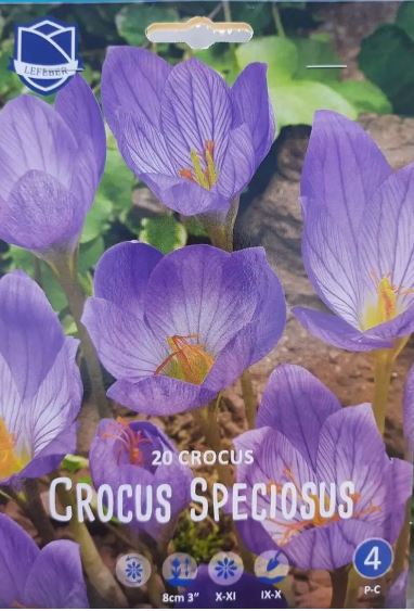 Луковица Крокус Конкуэрор 5/7, 20 шт/уп 