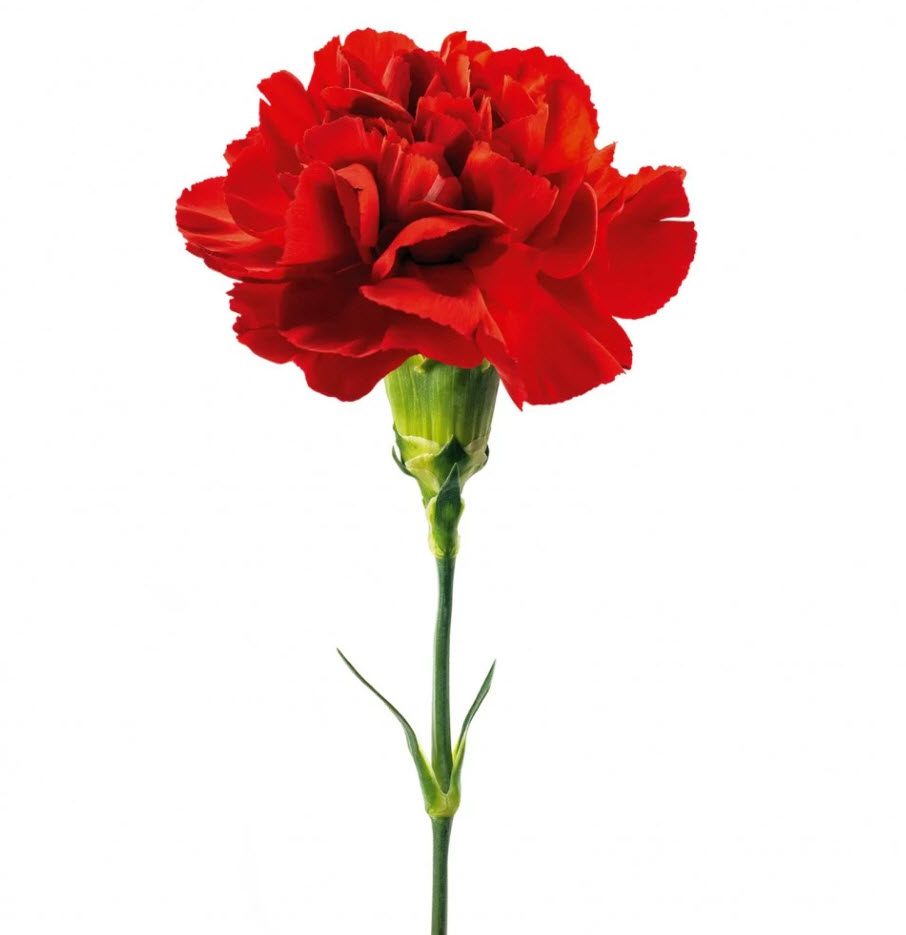 Гвоздика Садовая d9 ХР 