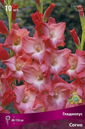 Клубень Гладиолус крупноцветковый Согно 10/12 10шт Поиск 
