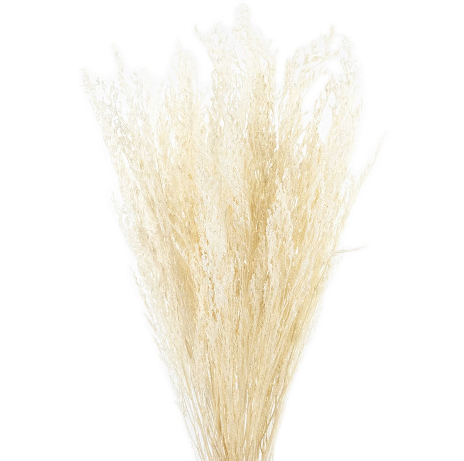 Сухоцветы Лимониум набор 100гр 70см, кремовый по цене 