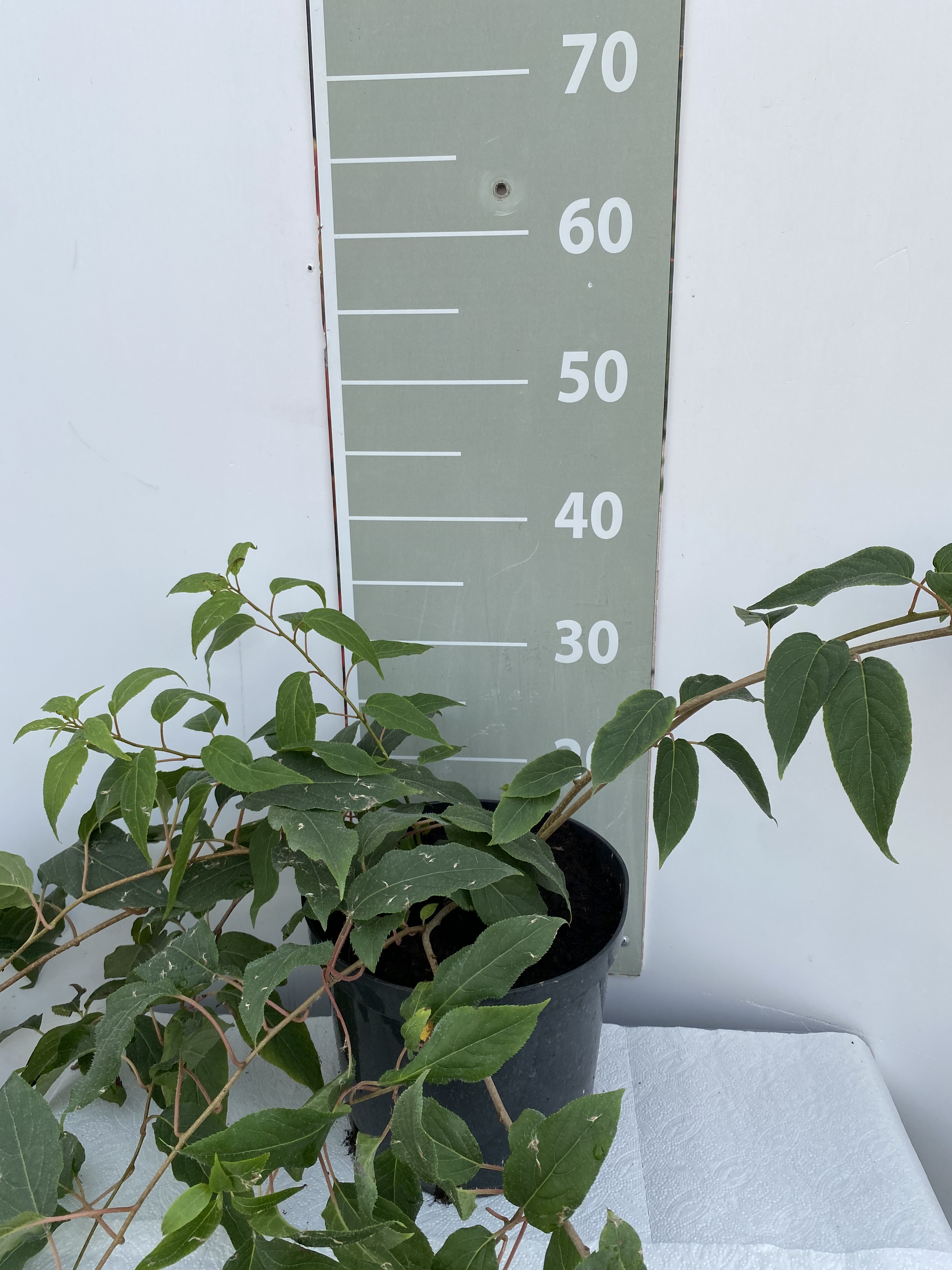 Актинидия коломикта Изюмная v5 Lav 