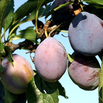 Слива Стенлей v7 100-120 Tim 