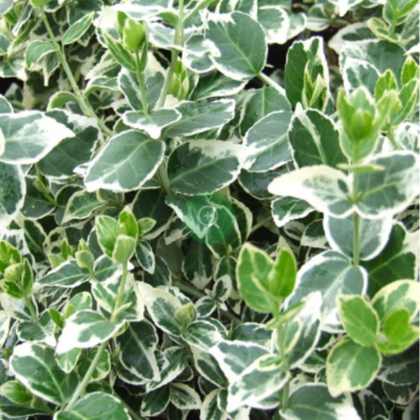 Бересклет Форчуна Эмералд Гайети С2 ЦО 