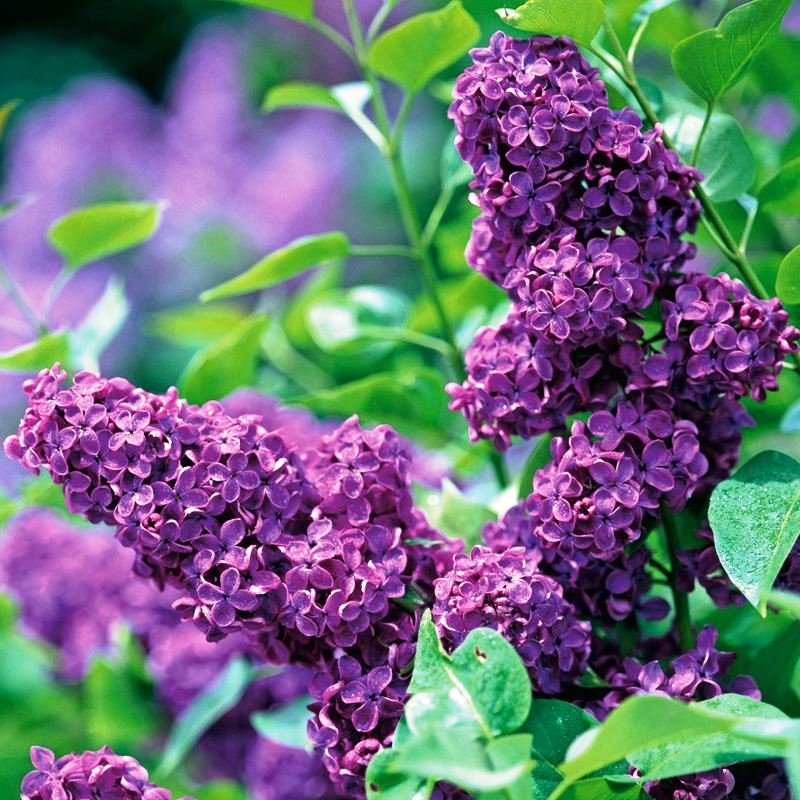 Сирень обыкновенная Памяти Людвига Шпета v2 Lav 