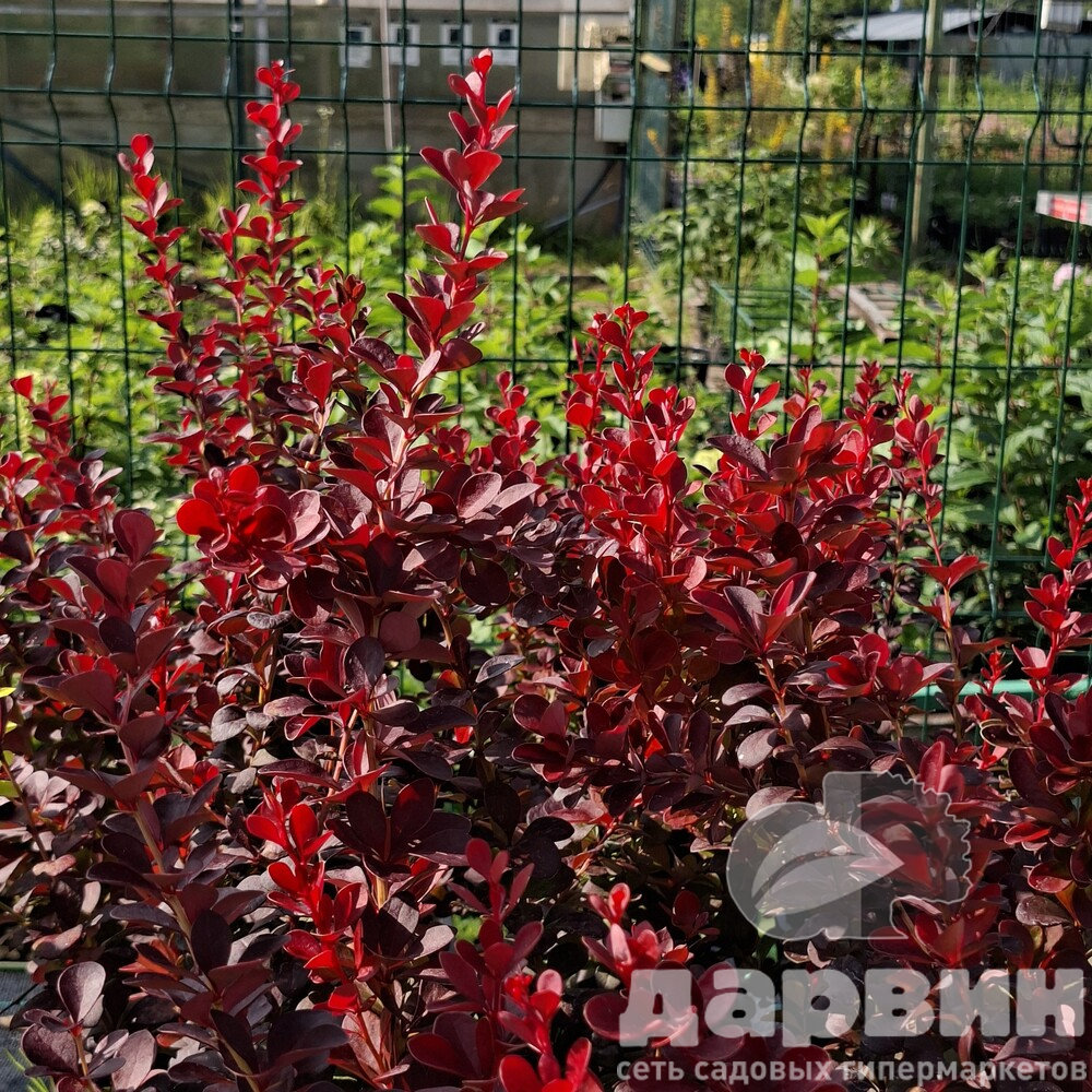 Барбарис тунберга Вулкан v5 Lav 