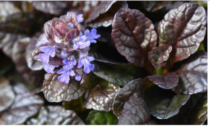 Живучка ползучая Браун Хетс,С1,5 ЦО 