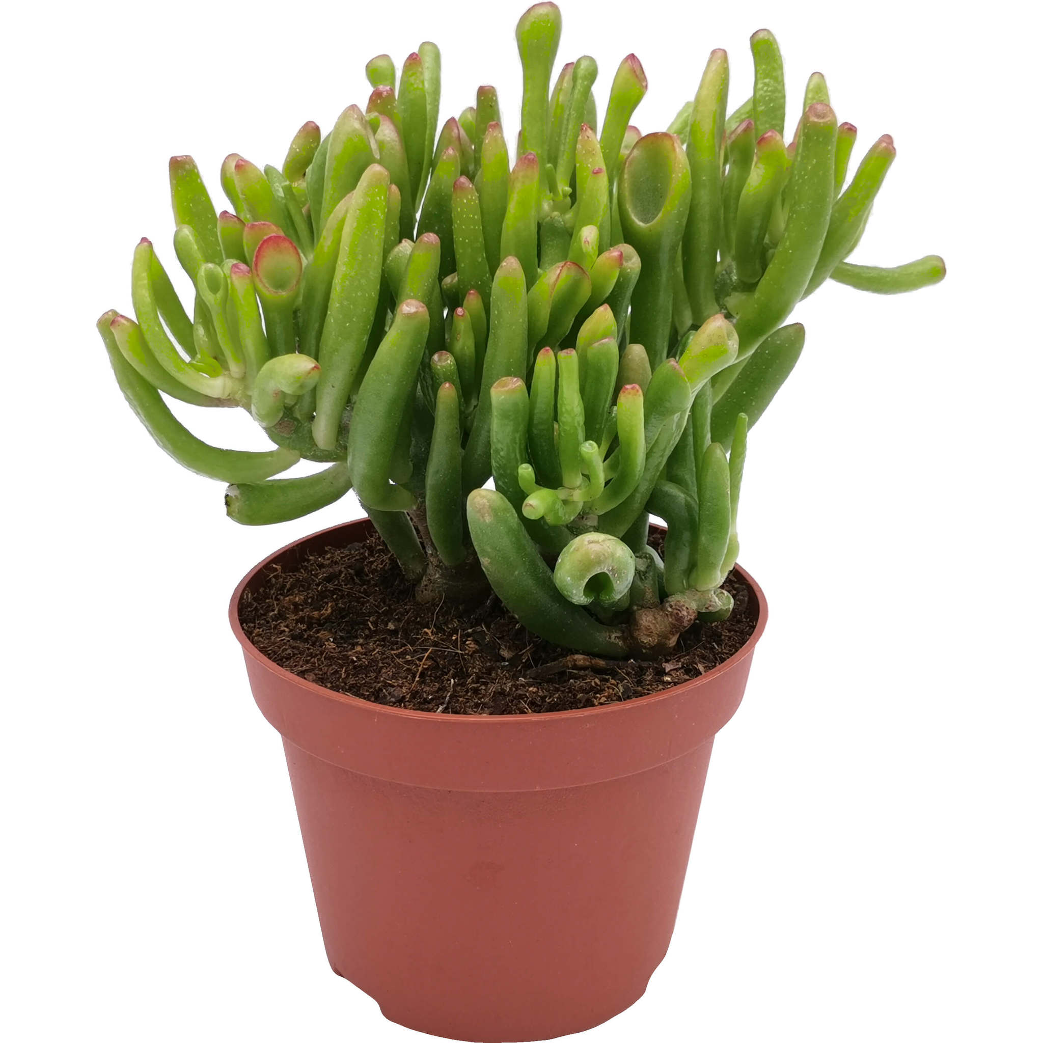 Крассула  Хоббит d10 h15 