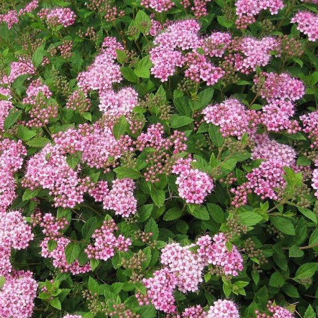 Спирея японская Литл Принцес v5 Tim 