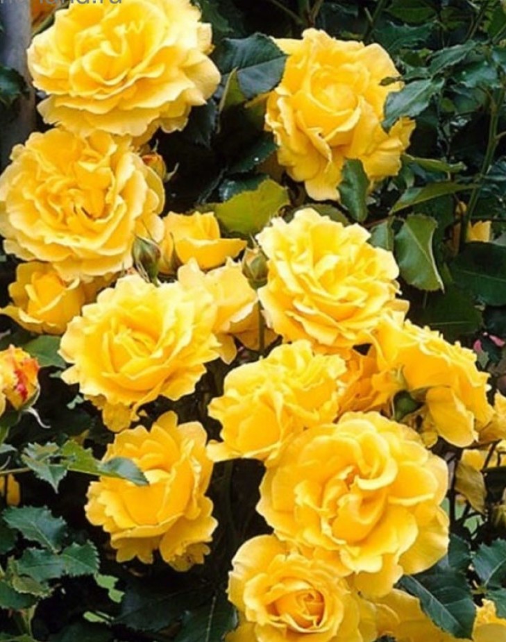 Роза плетистая Голден Шауерс C3,5 Н25-45 ЦО 