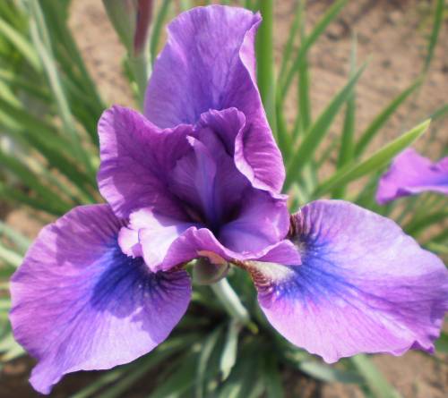 Ирис Темпер Трантум Tim 