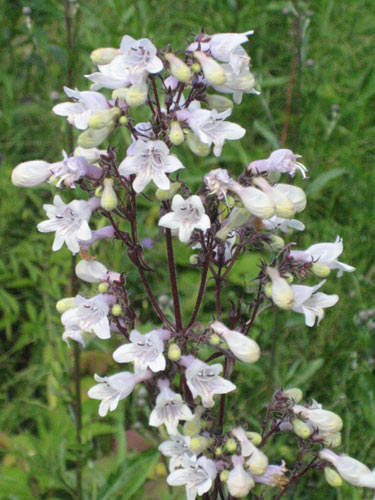 Пенстемон наперстянковый Р9 