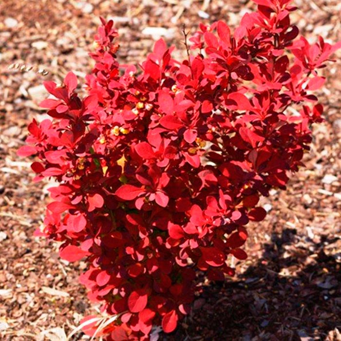 Барбарис тунберга Ред Рокет c2 Bl 