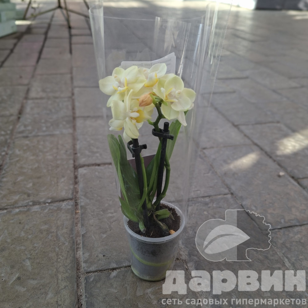 Фаленопсис 2 вет Тини Доллс микс d6 h17 