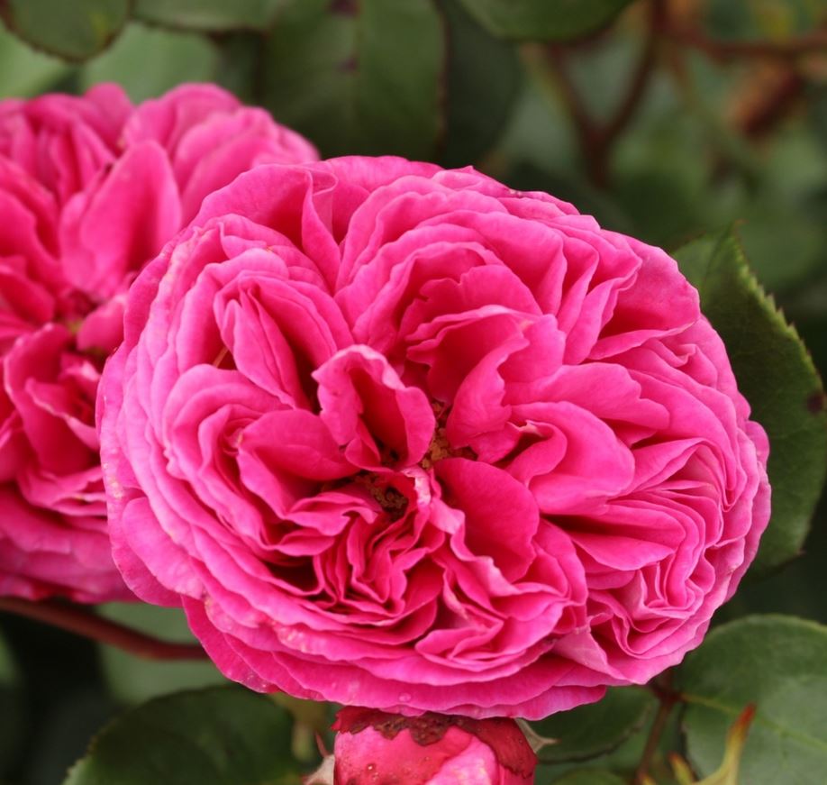 Роза флорибунда Фрайфрау Каролайн v5 Dem 