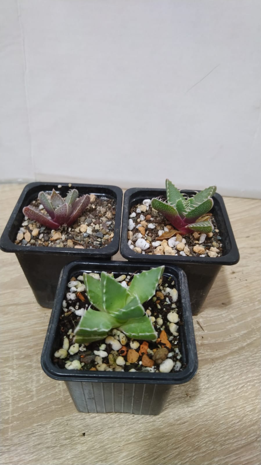 Фаукария p7 Lav 