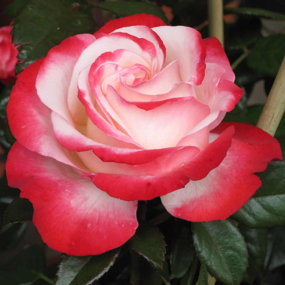 Роза чайно-гибридная Ностальжи кремово-белый в коробке ЦО 