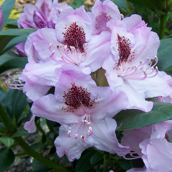 Рододендрон гибридный Хумбольд С5 