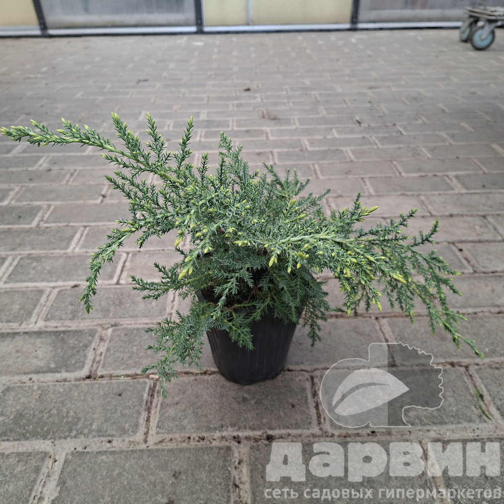 Можжевельник средний Голд Стар v2 Lav 