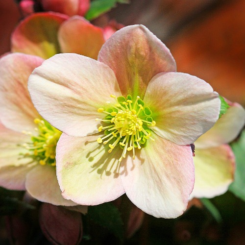 Морозник чёрный Р9 