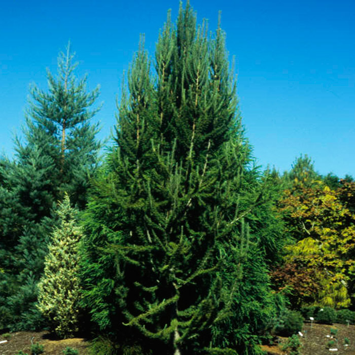 Растение лиственница кемпфера Якобсен Пирамид C3 50-60 cm Mt 