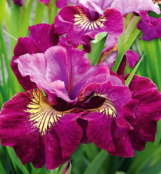 Луковица Ирис сибирский Мисс Эппл 1 шт Поиск 